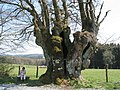 Fagus sylvatica