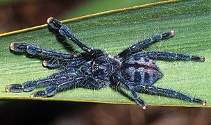 Immature Caribena laeta