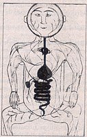 sindirim sistemini gösteren İbn-i Sina tarafından yapılmış bir çizim
