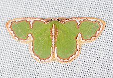 Species specimen. Green moth with red and white border across wings.