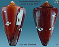 Conus crocatus thailandis Motta, A.J. da, 1978