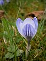 Crocus chrysanthus 'Skyline' close-up