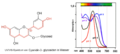 Cyanidin-3-O-glycoside in Holunder