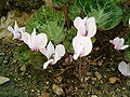 Cyclamen graecum