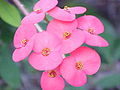 Pinkfarbene Cyathophyllen