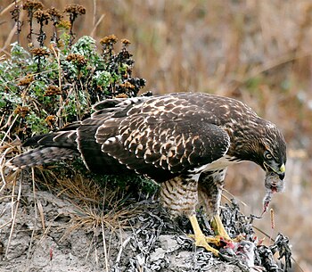 Hawk eating vole