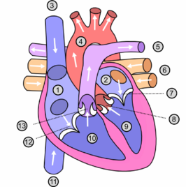 1. Rechteratrium (boezem), 2. Linkeratrium, 3. Bovenste holle ader, 4. Aorta, 5. Longslagader, 6. Longader, 7. Mitralisklep, 8. Aortaklep, 9. Linkerventrikel (kamer), 10. Rechterventrikel, 11. Onderste holle ader, 12. Tricuspidalisklep, 13. Pulmonalisklep