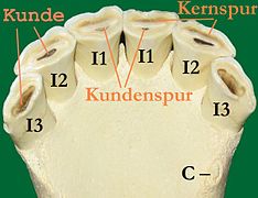 Kunden an Schneidezähnen eines Pferdes