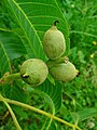 Young fruits with hairs