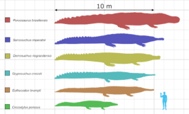 Crocodyliformes