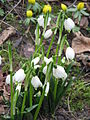 Leucojum vernum