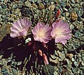 Lewisia rediviva