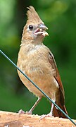 Fledgling at a box feeder