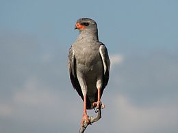 Fakó énekeshéja (Melierax canorus)