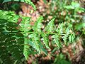 detail of the leaf, Photo by Kristian Peters