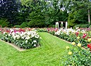 Rosengarten der Stadt Köln