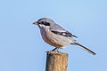 Südlicher Raubwürger (Lanius meridionalis)