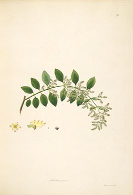 Salvadora persica