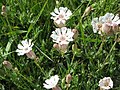 Silene uniflora