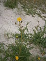 Sonchus arvensis