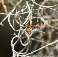 Plant met open zaadcapsule in de Santee Wildlife Refuge (South Carolina)