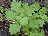 Chenopodium carinatum