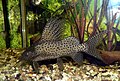 Synodontis euptera