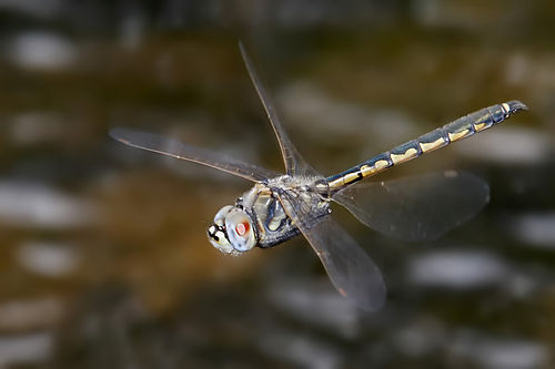 A Tau Emerald (Hemicordulia tau) in midflight