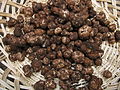 Tuber gibbosum