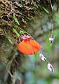 Utricularia campbelliana a Roraima-hegyen