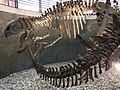 Mounted skeletons of Yangchuanosaurus and Tuojiangosaurus.