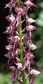 Aceras anthropophorum x Orchis militaris