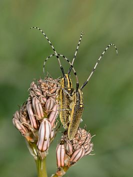 Agapanthia pustulifera