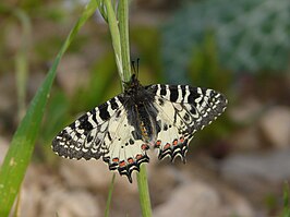 Allancastria deyrollei