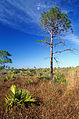 Macchia di conifere in ambiente sabbioso in Florida