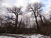 Baumgruppe am Breuerberg