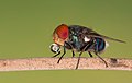 Image 65Numerous species of Calliphoridae or blow fly commonly known as Green bottle fly are found in Bangladesh. The pictured specimen was photographed at Baldha Garden, Dhaka. Photo Credit: Azim Khan Ronnie