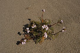 C. maritima ssp. euxina