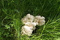 Calocybe gambosa