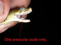 Chart 4 - One preocular scale only