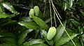 Chok Anan fruits on tree.