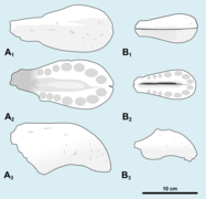 Cristatusaurus ontogeny