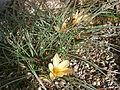 Crocus angustifolius