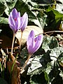 Crocus ligusticus