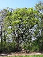 Feldahorn auf dem Klappersberg