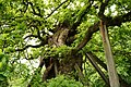 Die Femeiche ist der älteste Gerichtsbaum (Femegericht) in Europa. Das Natur- und Kulturdenkmal Femeiche in Erle (Kreis Borken) ist zwischen 600 u. 1300 Jahre alt.