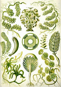 Yeşil algler (Üreten:Ernst Haeckel)