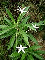 Hippobroma longiflora