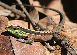 Ecuador