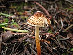 Lepiota castanea